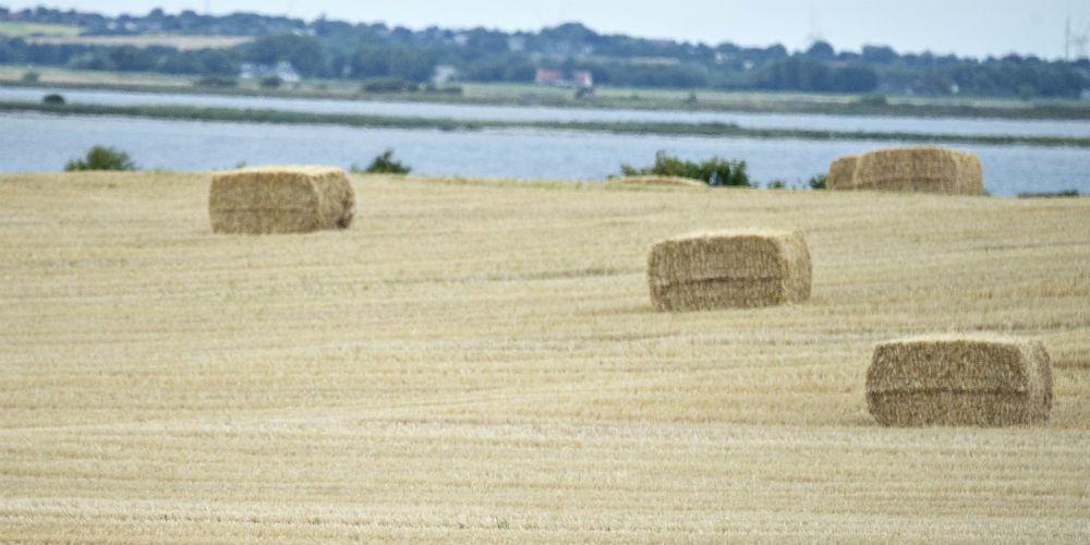Den meget varme og tørre sommer ramte landbruget, der også er presset af faldende salgspriser på mælk og svinekød. (arkiv) -