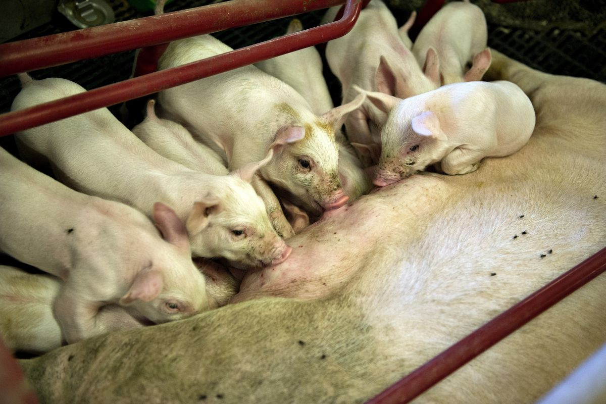 Der bruges for meget antibiotika i de danske svinebesætninger.