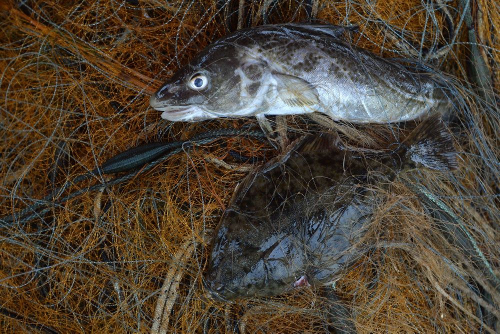 Ny Aftale Skal Gøre Det Attraktivt At Fiske Skånsomt Nb Økonomi