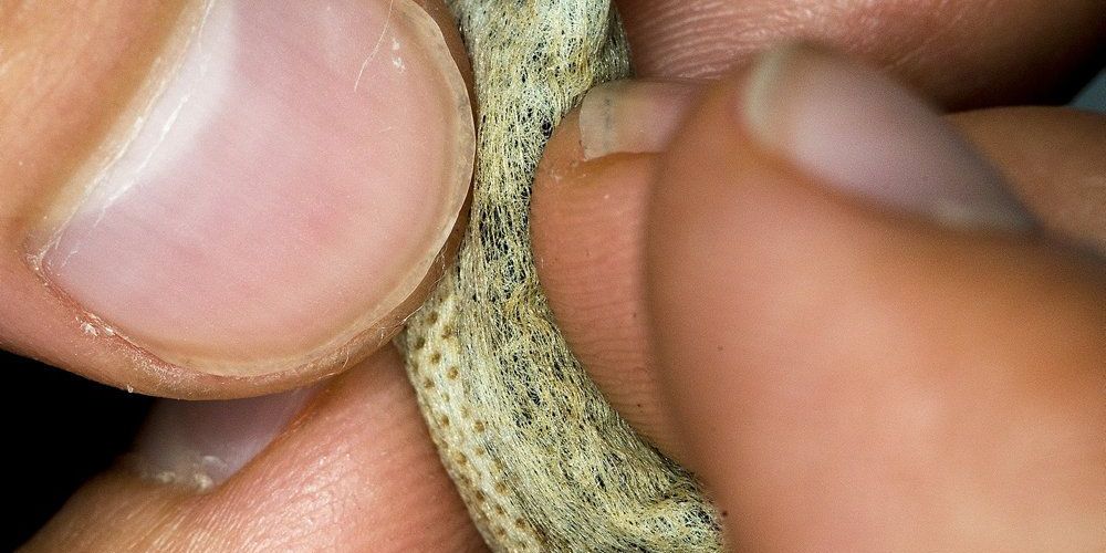 11,3 procent af alle gymnasiedrenge tager snus. Det overgår dermed rygere, da knap ni procent af drengene dagligt ryger cigaretter.