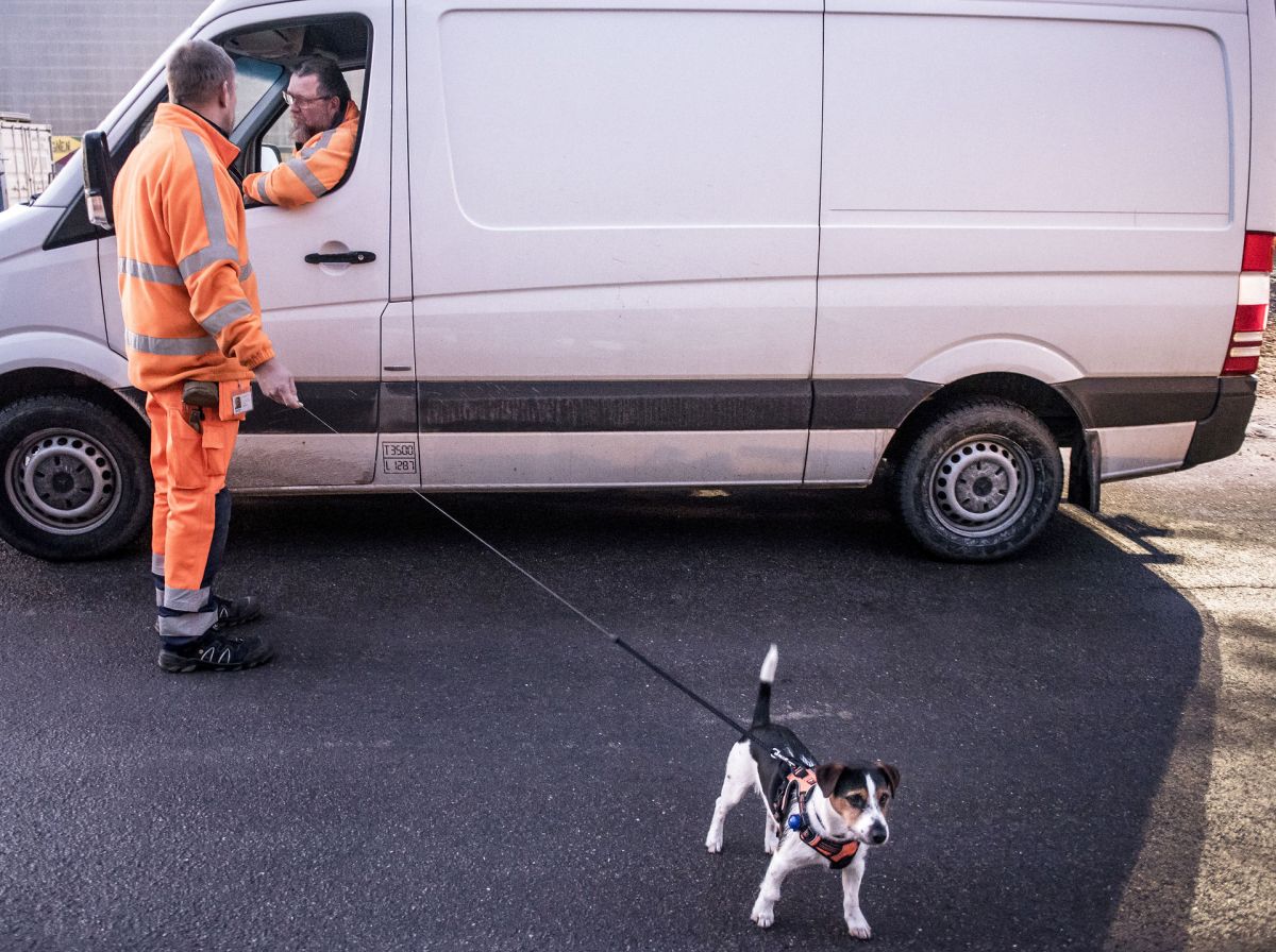 Der er stort bud efter rottefængere og deres hunde for tiden. Mange borgere arbejder hjemme og har opdaget rotter i eksempelvis skure eller på lofter.