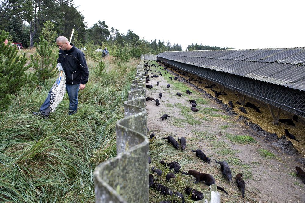 For fjerde gang siden juni er der blevet identificeret smitte med covid-19 på en nordjysk minkfarm. (Arkivfoto)