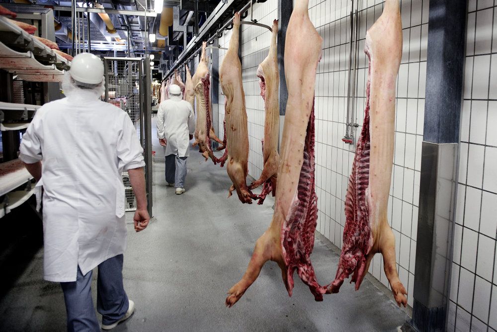 Danish Crown er klar til at åbne fredag efter knap to uger uden produktionen. (Arkivfoto)