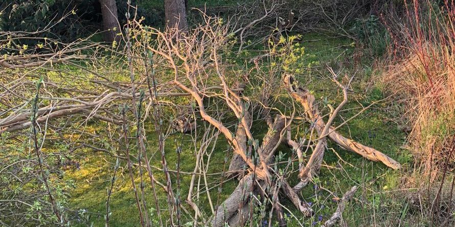 Nyttejob er godt for Guldborgsund Kommunes økonomi, og så gavner projektet også naturen. Her ses et af resultaterne fra arbejdet et sted i kommunen.