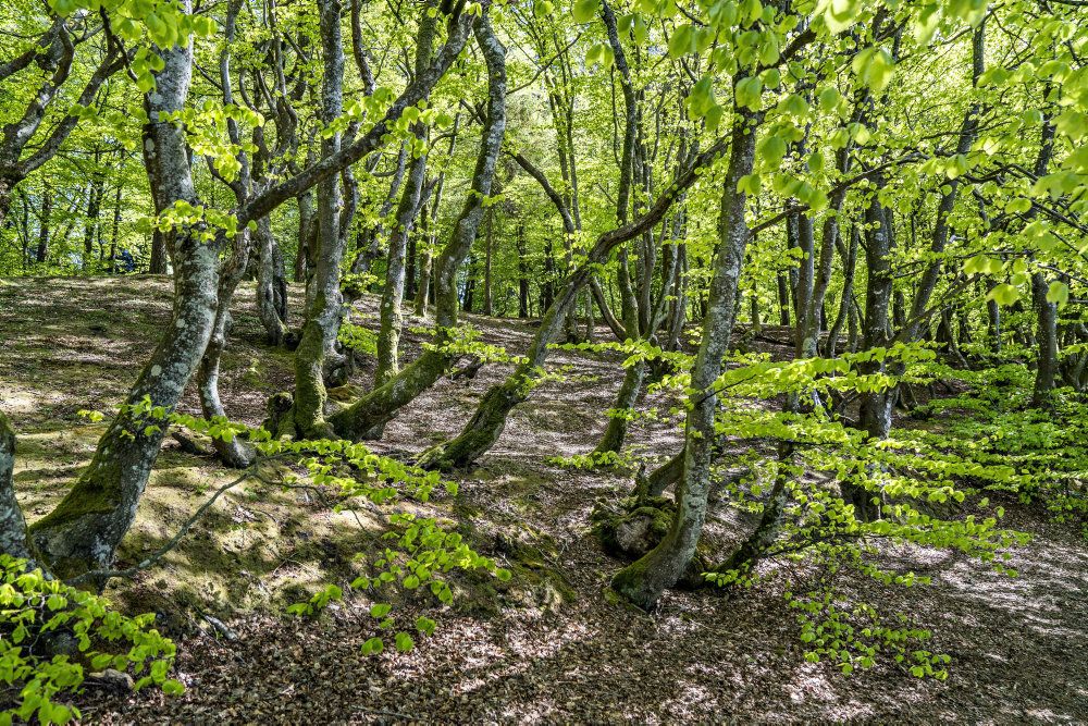 Manglen på urørt og vild skov er et af de helt store problemer i Danmarks manglende succes med at indfri de internationale krav til naturen. (Arkiv)