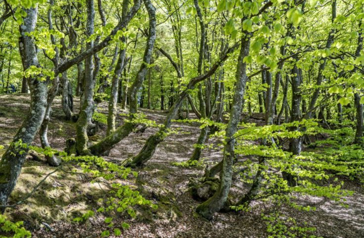 Indbyggerne på Sydfyn kan så småt begynde at glæde sig til en ny skov i lokalområdet. Naturstyrelsen regner med at kunne plante de første træer om to til tre år - og derefter går der yderligere omkring fire til fem år, før de første områder er groet tilpas meget til, så de kan opleves som skov.