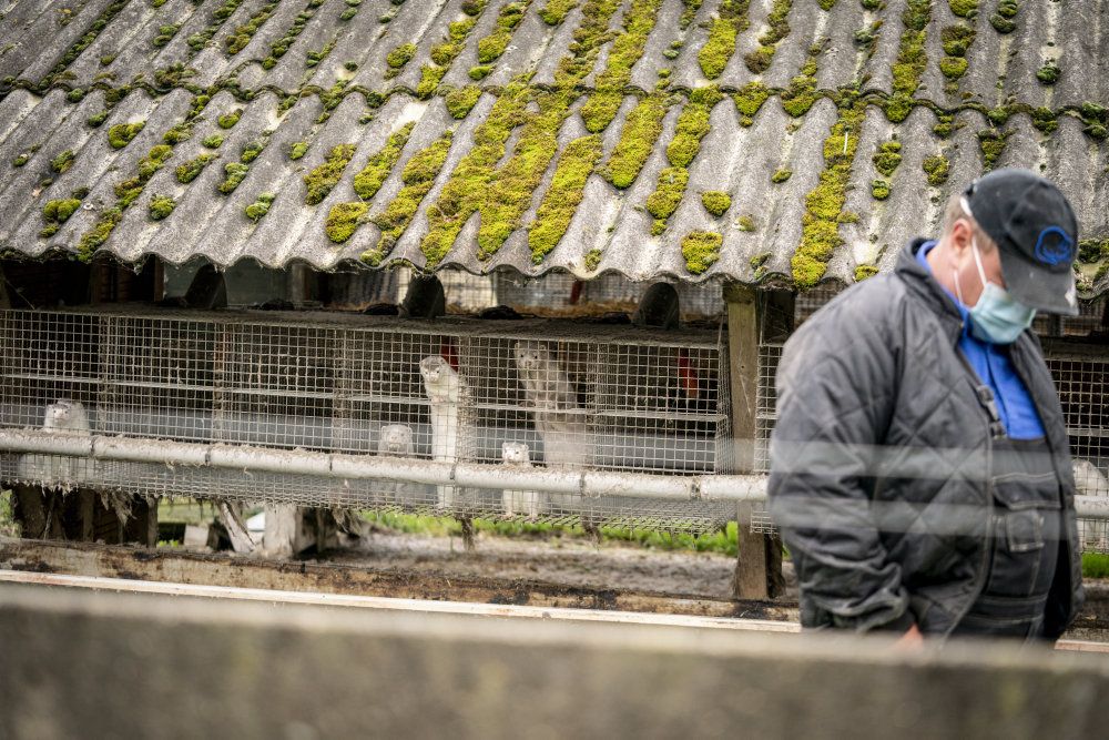 Flere borgmestre opfordrer regeringen til at ændre strategien for aflivning af mink. (Arkivfoto)