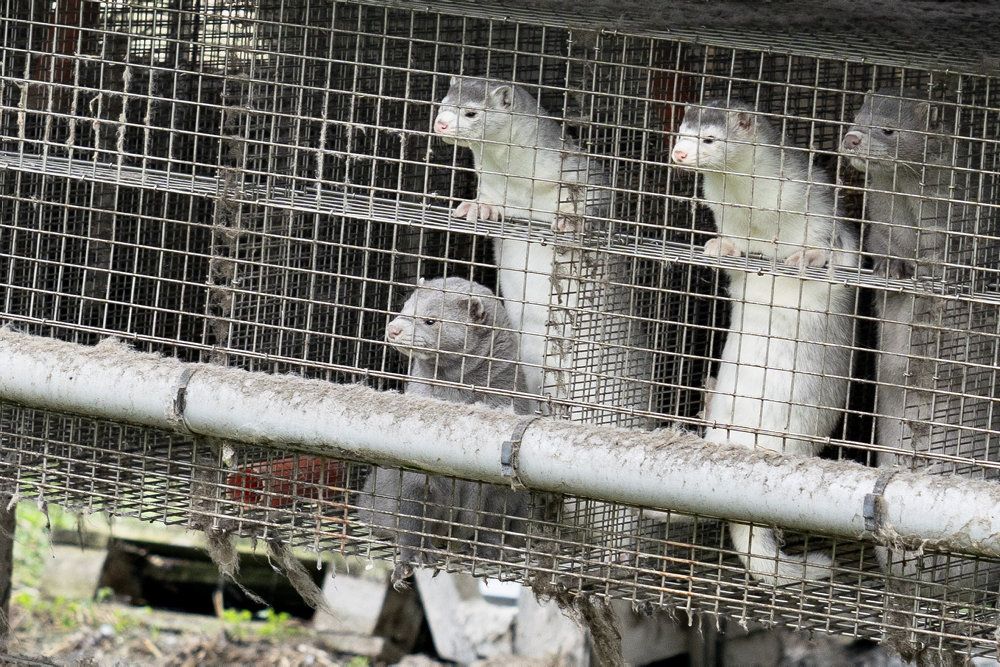 En stor andel af de danske mink skal slås ned, efter at der er udbrudt coronasmitte på mere end hundrede farme. (Arkivfoto)