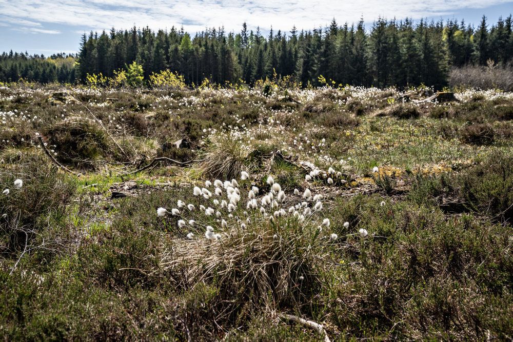 Kærulden blomstrer ved højmosen omkring Store Økssø i Rold Skov, maj 2020. Naturen er klemt og skal sammen med truede arter beskyttes bedre, viser en ny rapport fra EU's Miljøagentur om naturens tilstand i Europa. (ARKIV)