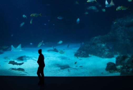 Der er også tænkt på corona-sikkerheden i efterårsferien i landets zoologiske haver og akvarier, hvor man blandt andet kan opleve den store oceantank på Den Blå Planet i Kastrup ved København.