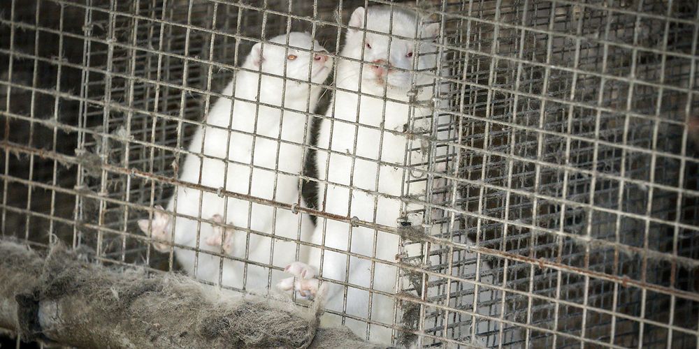 (Arkiv) Aflivningen af alle mink i Danmark vil gøre tusindvis arbejdsløse.