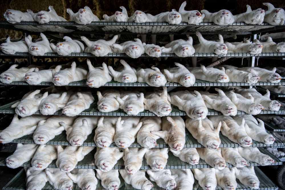 Mink var i årevis et af landbrugets højværdiprodukter og en milliardfforretning. Nu er branchen i en overlevelseskamp, hvor millioner af mink slås ned for at bremse en eskalerede coronasmitte. (Arkiv)