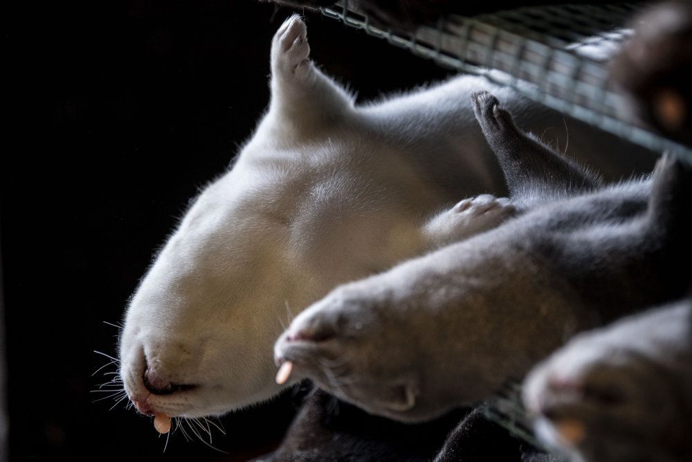 Coronavirus har spredt sig hastigt blandt de mere end 1100 minkfarme i Danmark. Især nordjyske minkfarme er hårdt ramt.