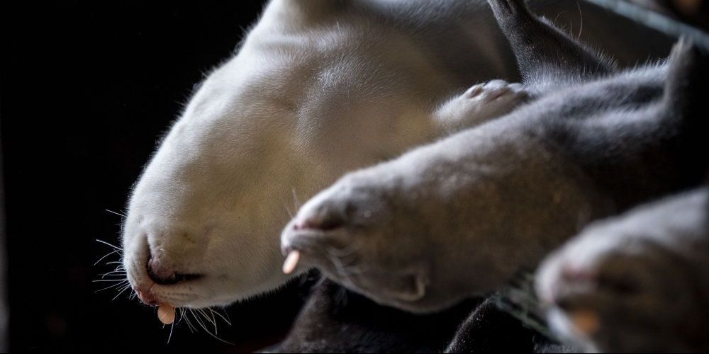 Regeringen har med sundhedsmyndighederne i ryggen besluttet, at alle mink skal aflives. Det sker for at hindre, at en muteret udgave af coronavirus kan vandre fra mink til menneske og gøre en kommende vaccine uvirksom. (Arkivfoto).