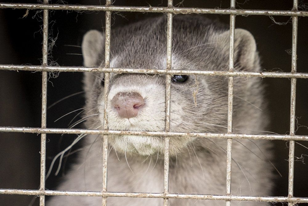 Mellem 15 og 17 millioner mink skal slås ihjel i Danmark. Erhvervet mener, at det de facto er en nedlukning af branchen - blandt andet fordi alle avlsdyr også skal aflives, hvilket gør det svært at starte op igen. Arkivfoto)