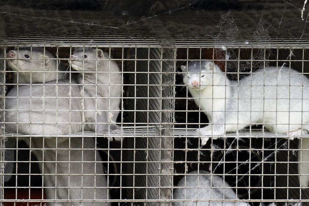 Minkene i Danmark skal slås ihjel, fordi Statens Serum Institut (SSI) har fundet en ny mutation blandt 12 smittede personer, som har fået smitten overført fra mink.