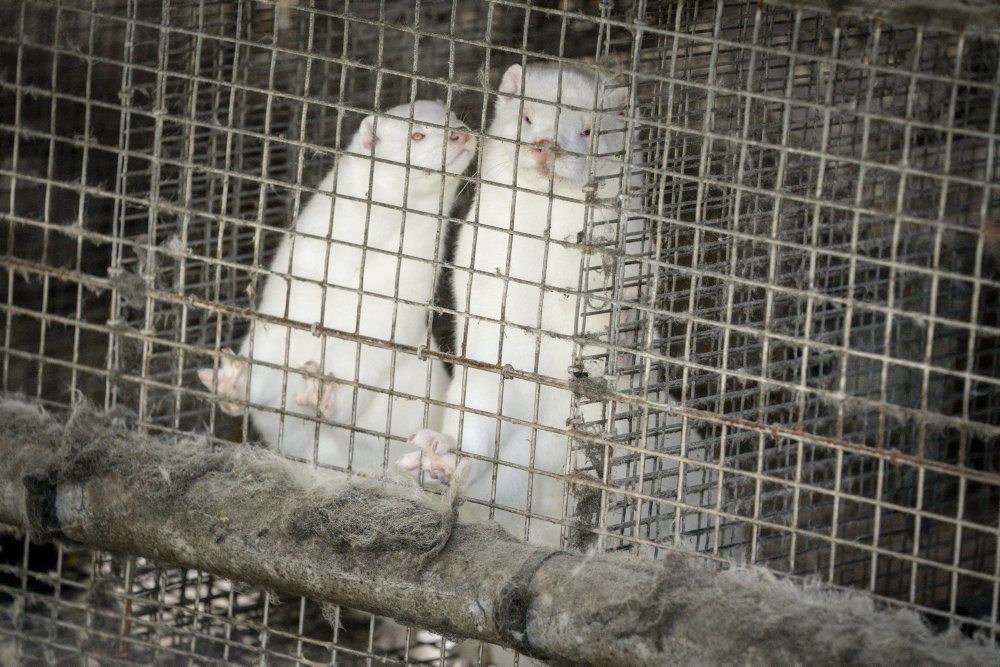 Alle mink i Danmark skal aflives inden for den nærmeste fremtid, da der er frygt for, at en kommende coronavaccine ikke vil opnå samme effekt for en muteret virus, som er overført fra mink til mennesker i Nordjylland. (Arkivfoto)