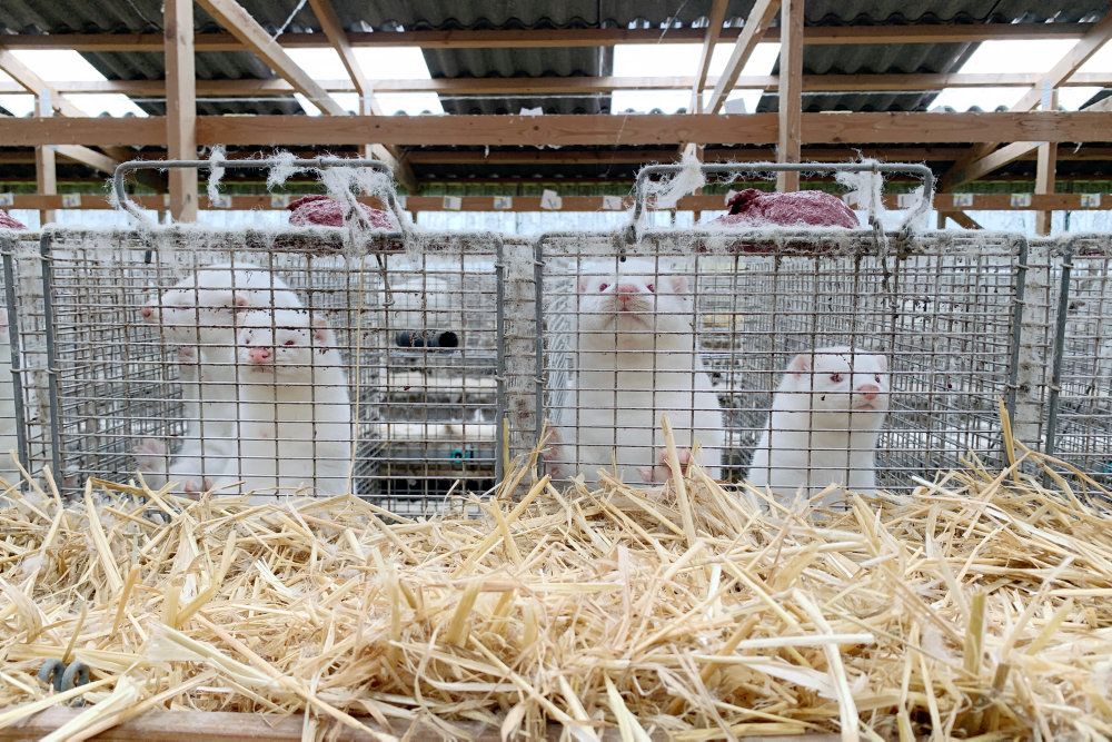 Millioner af mink skal aflives den næste tid, efter at der er fundet et muteret coronavirus, der er gået fra mink til mennesker. (Arkivfoto)