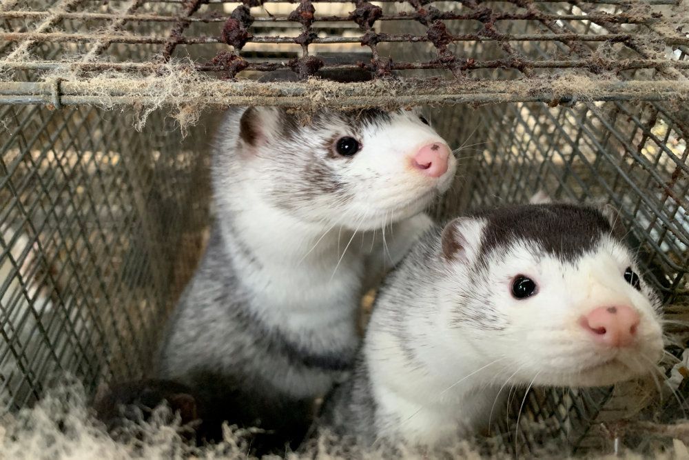 Regeringen har ifølge Jyllands-Posten og Berlingske i noget tid kendt til risikoen for, at der kunne opstå mutationer i coronavirus blandt smittede mink.