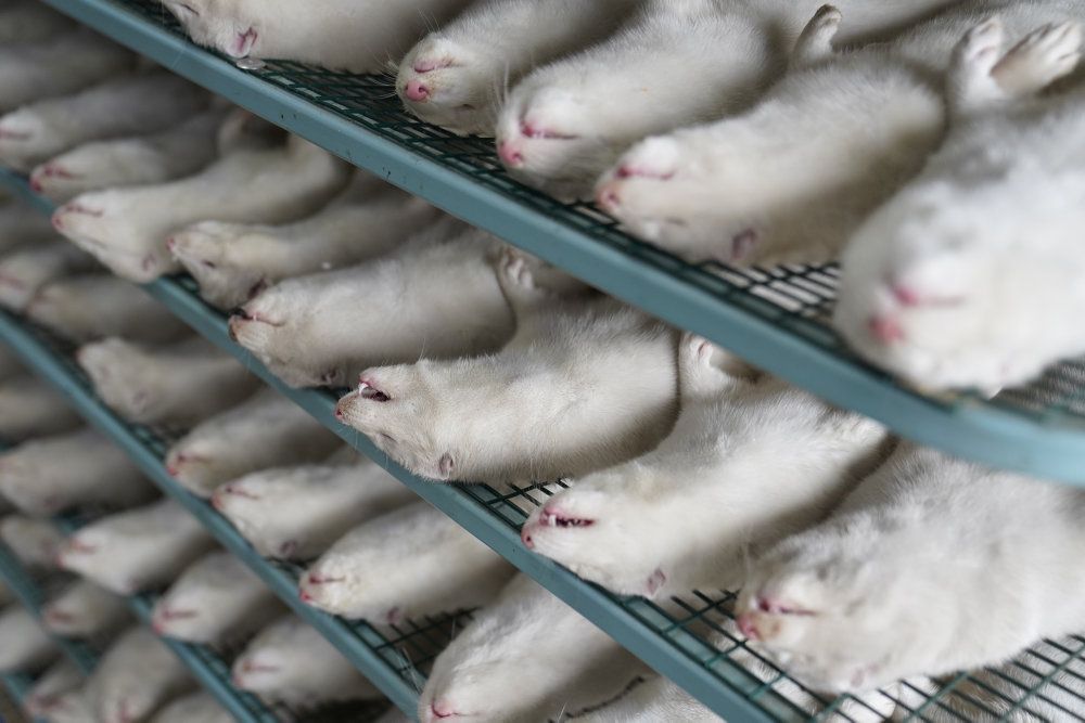 EU's sundhedsagentur udsender 12. november en rapport om situationen med muteret coronavirus i mink. Også EU's agentur for fødevaresikkerhed vil bidrage til rapporten.