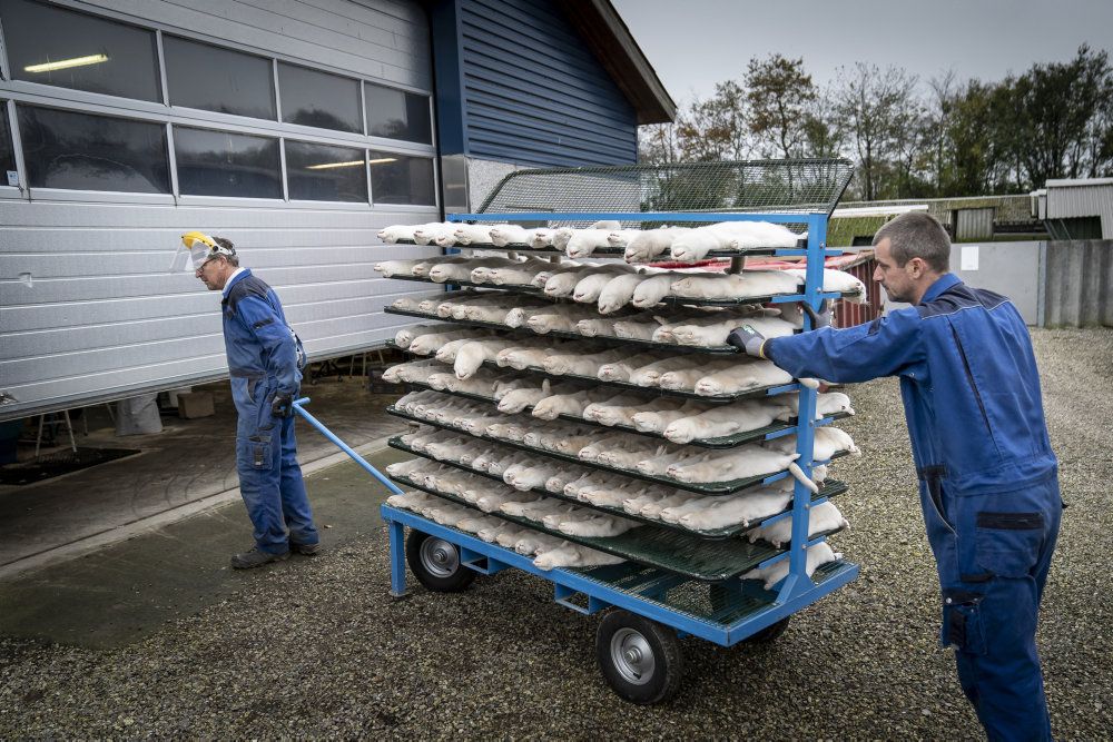 Mink aflives og pelses på minkfarm ved Næstved fredag 6. november 2020. Tirsdag skriver Fødevarestyrelsen til alle minkavlere, at man beklager, at man ikke tidligere klart meldte ud, at der uden for smittezoner kun var tale om en opfordring til at slå mink ned.