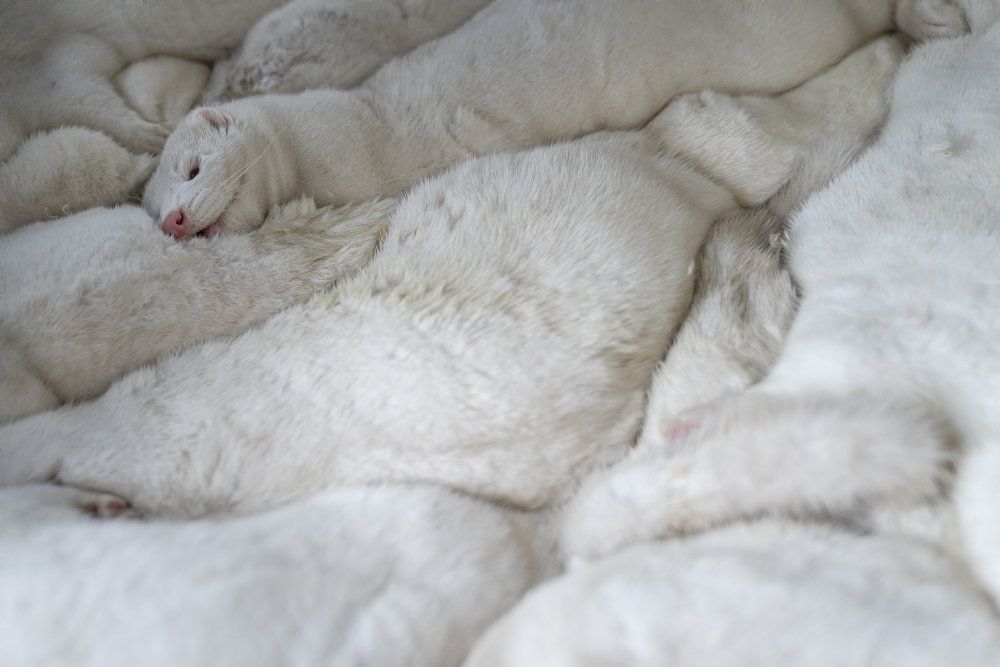 Regeringen har beordret aflivning af alle mink i Danmark. Men de har endnu ikke lovhjemmel til det. (Arkivfoto)