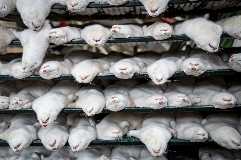 Efter onsdag bør der ikke være flere mink i Nordjylland på de farme, hvor der har været konstateret corona. Det siger stabschef hos Fødevarestyrelsen Karsten Aagaard til Nordjyske.