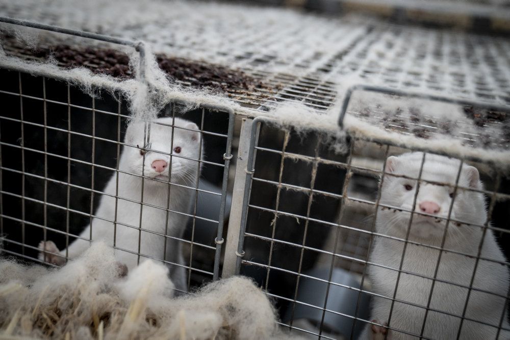 (ARKIV) Mink aflives på minkfarm ved Næstved, fredag den 6. november 2020.