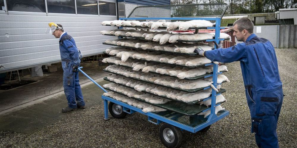 Mink aflives på minkfarm ved Næstved. Regeringen ønsker at forlænge fristen for aflivning af danske mink under "tempobonus"-ordningen fra den 16. til den 19. november. (Arkivfoto)