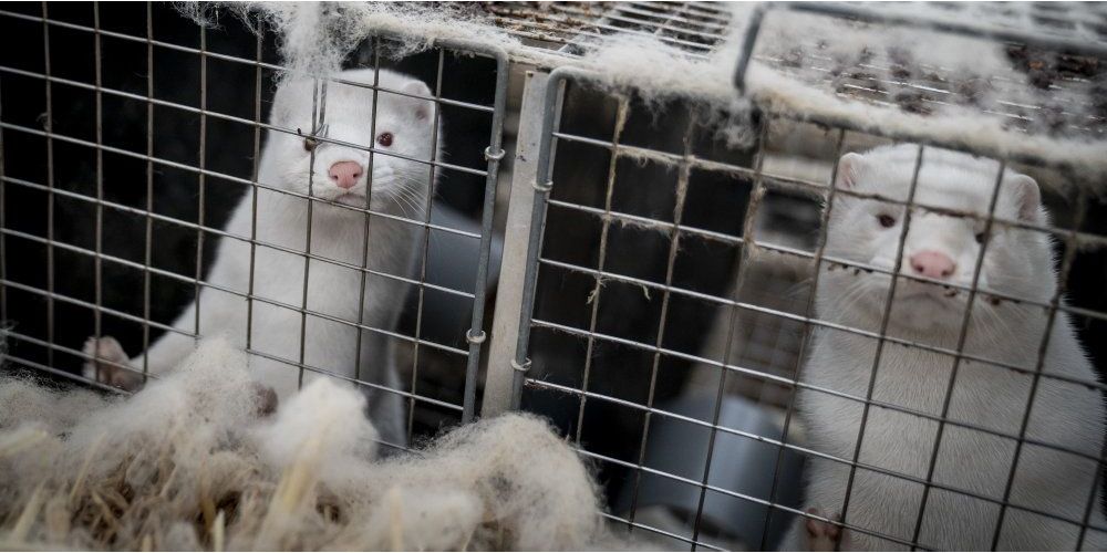 Konkret betyder aftalen, at det midlertidigt bliver forbudt at holde mink frem til 31. december 2021. Derudover skal alle mink i besætninger aflives. (Arkiv).