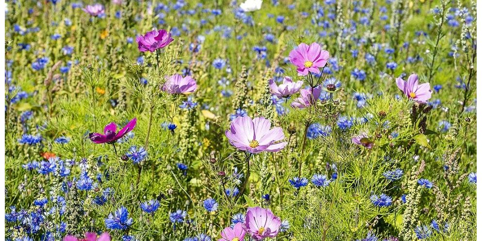 Hedensted Kommune vil fremover overveje nøje, hvilke grøfter, der skal slås, for at øge biodiversiteten. (Arkiv)