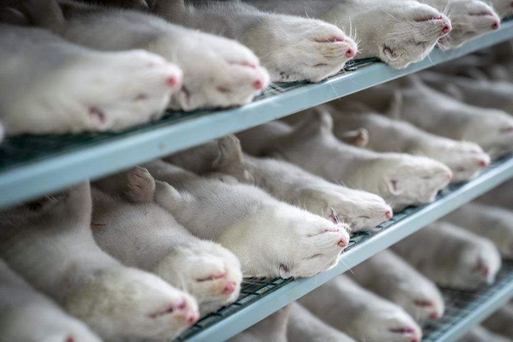 4. november annoncerede regeringen en nedlukning af syv nordjyske kommuner, og at alle landets mink skulle aflives. (Arkivfoto.)