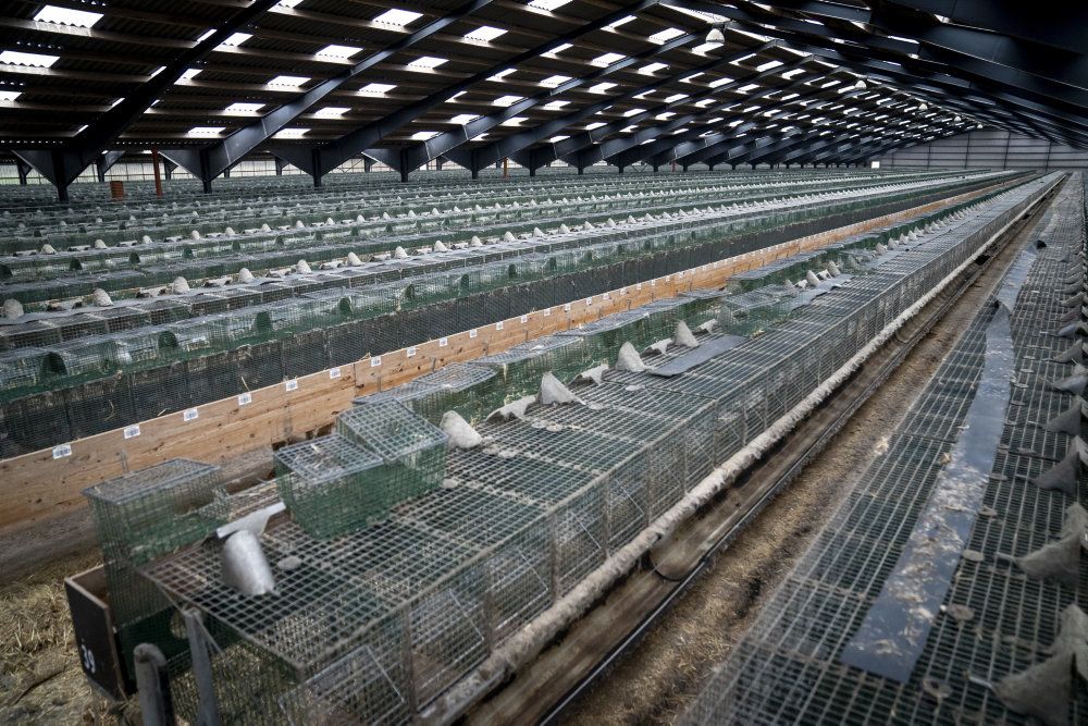 Landets minkfarme står efterhånden helt tomme. Her er det en kombineret minkfarm og pelseri i Ørnhøj. (Arkivfoto)