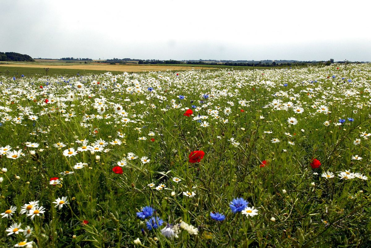 Esbjerg vil planter blomster for 70.000 kroner til glæde for borgere og besøgende. (Billede: Blomstermark i Tisvilde).