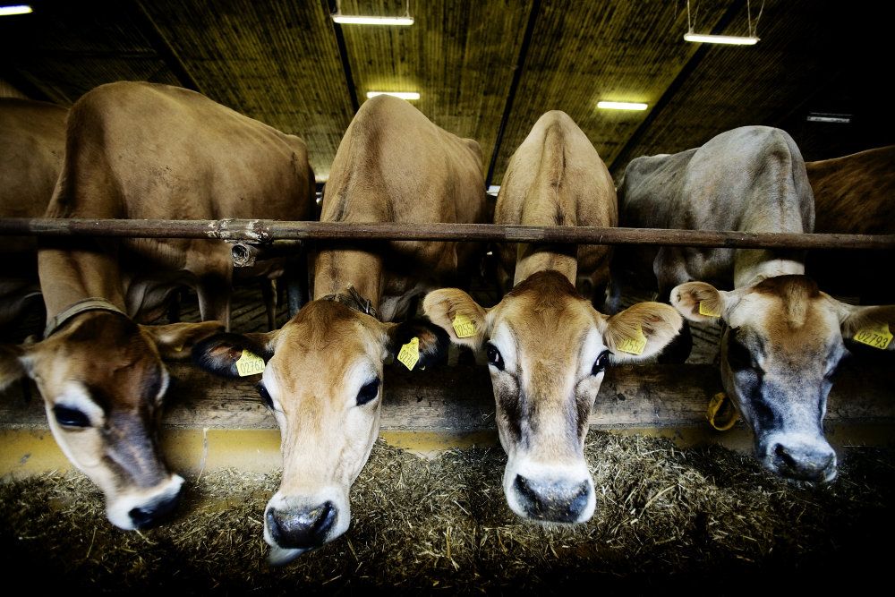Stop for udenlandske landbrugspraktikanter stiller mange landmænd i en svær situation, vurderer viceformand i Fødevarer og Landbrug Lone Andersen. Det kan i sidste ende gå ud over dyrevelfærden, fordi det ofte er umuligt at skaffe anden arbejdskraft, siger hun. (Arkivfoto).