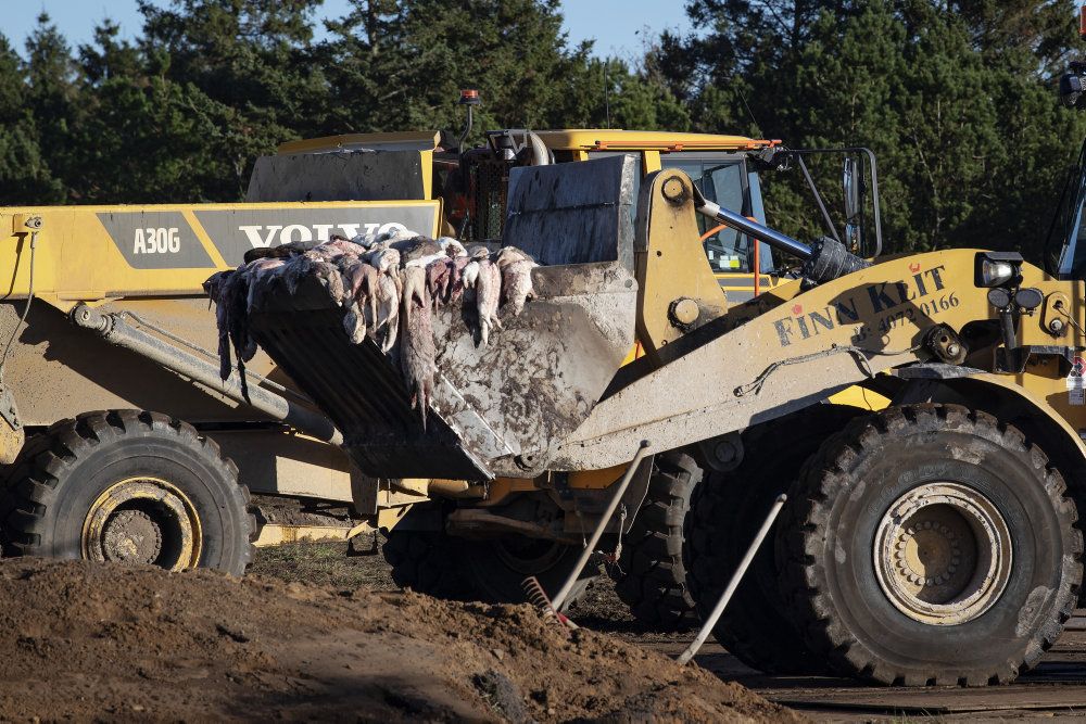 En del af de i alt 15,4 millioner aflivede mink blev gravet ned ved Karup den 8. november. Nu er der gået seks måneder, og minkene kan derfor graves op igen og blive forbrændt. (Arkivfoto)