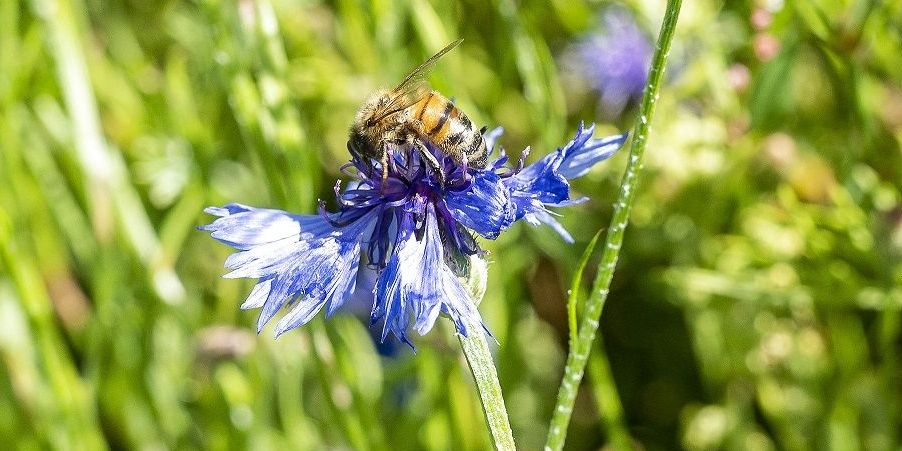 Mange kommuner har valgt at hjælpe den nødlidende natur og meldt sig til konkurrencen om at blive Danmarks vildeste kommune.