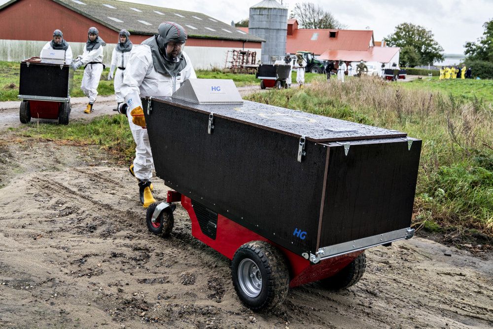 Aflivning af alle danske mink i efteråret har kostet statskassen over 600 millioner kroner, lyder det i et nyt notat. Dertil skal lægges erstatning til minkavlerne og udgifter til ned- og opgravning. (Arkivfoto)