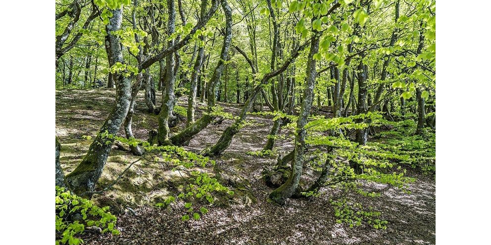Frem til 31 august 2021 kan kommuner og private søge om tilskud til initiativer, der skal fremme biodiversiteten i de danske skove.