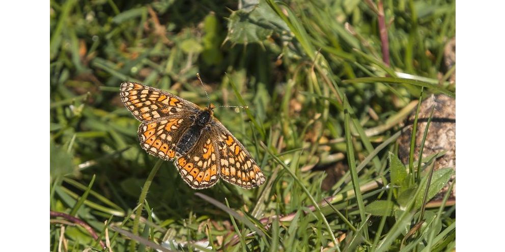 Friluftsrådet har samlet materialer på et nyt site, der guider skolerne til at give biodiversiteten og de truede arter en hjælpende hånd på skolernes matrikler.