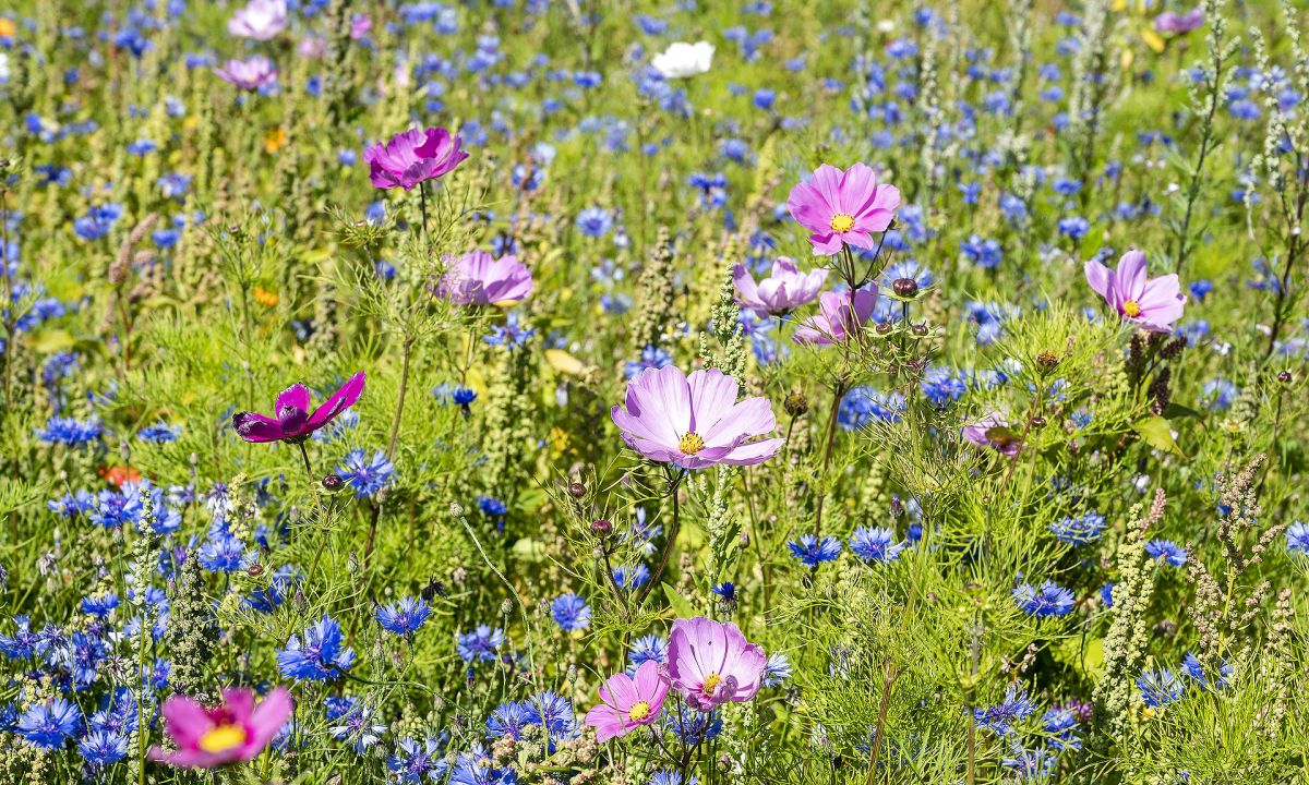 Vilde blomster skal fremover pryde  usolgte byggegrunde i Ringkøbing-Skjern Kommune. Det er der flere gevinster ved, vurderer kommunen.