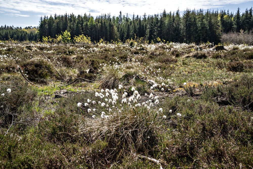 Rold Skov i Rebild Kommune er med på den bruttoliste på 23 områder, hvoraf op til ti skal udpeges til naturnationalparker. (Arkivfoto)