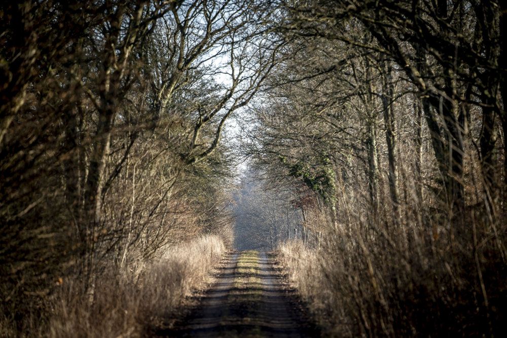 Der skal laves et nationatl rutenet af naturstier, så man i princippet kan gå på tværs af landet ude i naturen, lyder forslag fra regeringen. (Arkivfoto)