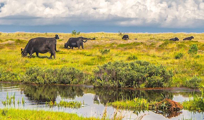 Danmark står midt i en global biodiversitetskrise, men ny dansk naturindikator viser, at der er lang vej til at sikre mere vild natur.