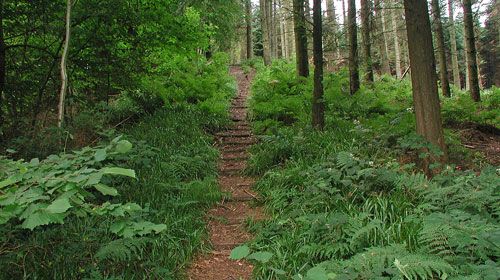 Pamhule Skov skal ikke ikke være naturnationalpark, mener et flertal i byrådet i Haderslev.