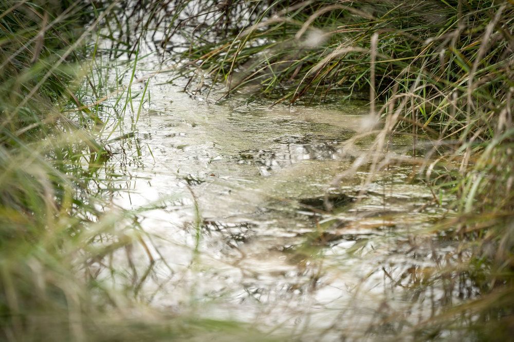 Miljøstyrelsen vil i den kommende tid undersøge vævsprøver fra fisk fanget i cirka 50 vandløb landet over. De skal undersøges for giftige fluorstoffer. (Arkivfoto).