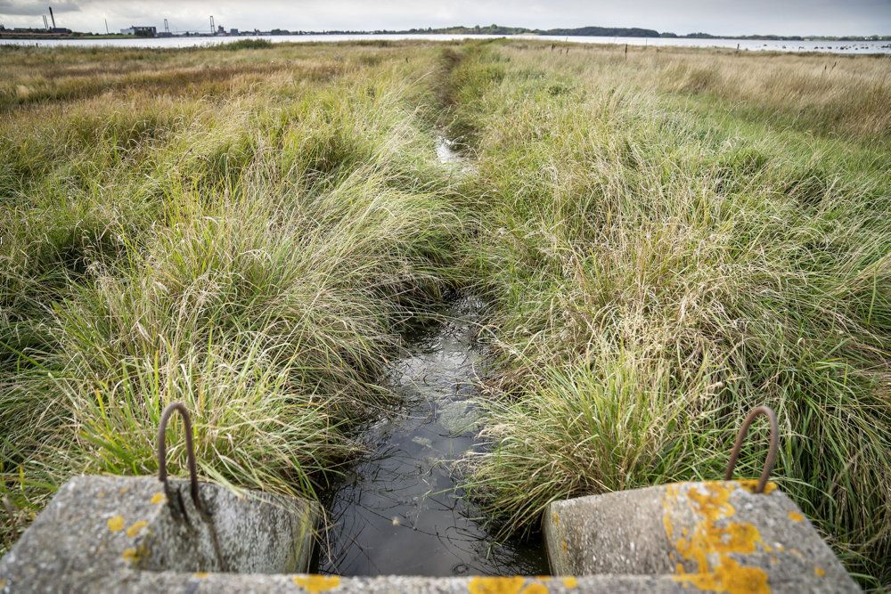 Vandløbet omkring Noret ved Korsør er angiveligt forurenet og indeholder PFOS (Arkivfoto).