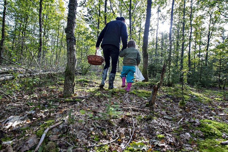 Flere kommuner er interesserede i at omlægge landbrugsjord til eksempelvis skov.
