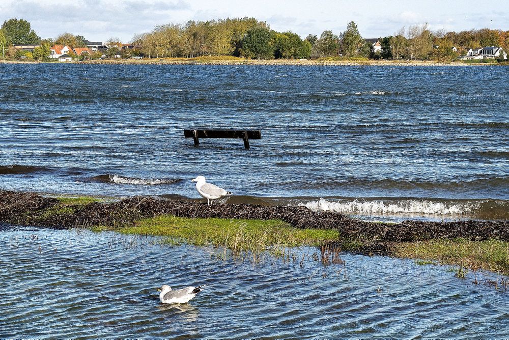 Limfjorden er et af de områder, der kan blive hårdt ramt at stigende vandstand. I oktober sidste år var et område af fjorden i Aalborg oversvømmet på grund af hård blæst. (Arkivfoto)