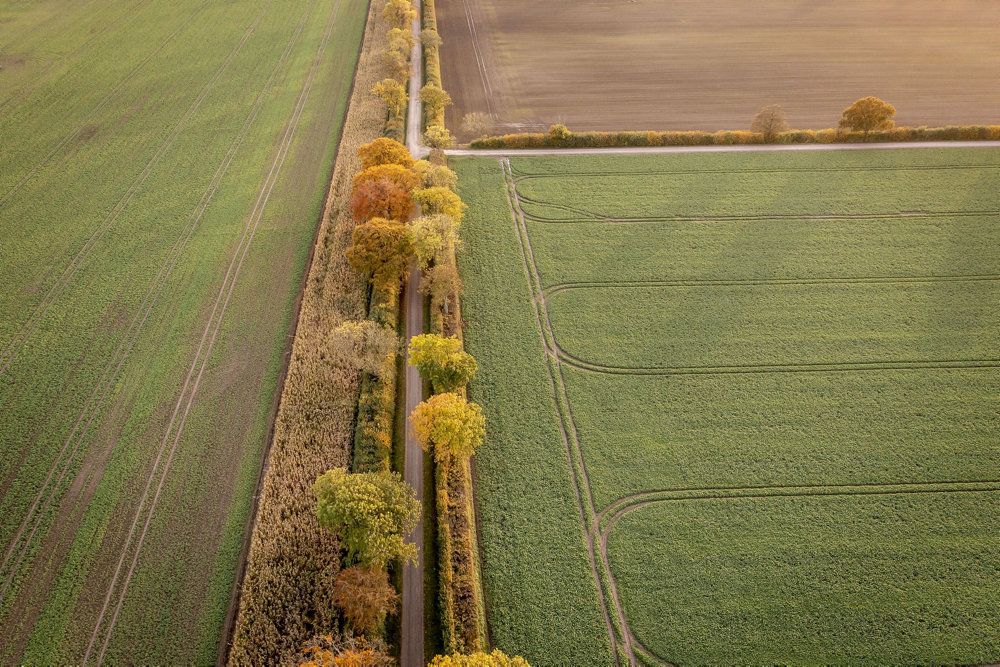 Af et udkast til en politisk aftale om pesticidhandlingsplanen fremgår det, at det fremover skal være forbudt for landmænd at bruge Roundup til at tvangsmodne afgrøder, så de er klar til at blive høstet. (Arkivfoto)